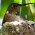 Allen's Hummingbird